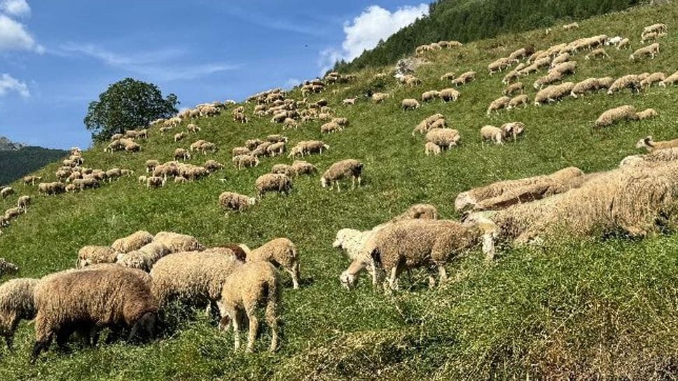 Strage di pecore in Val Grosina: quattro capi sbranati, cinque dispersi