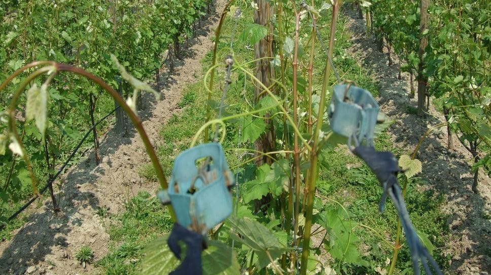 Agricoltura, dieci milioni per 17 aziende in provincia di Sondrio