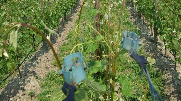 Agricoltura, dieci milioni per 17 aziende in provincia di Sondrio