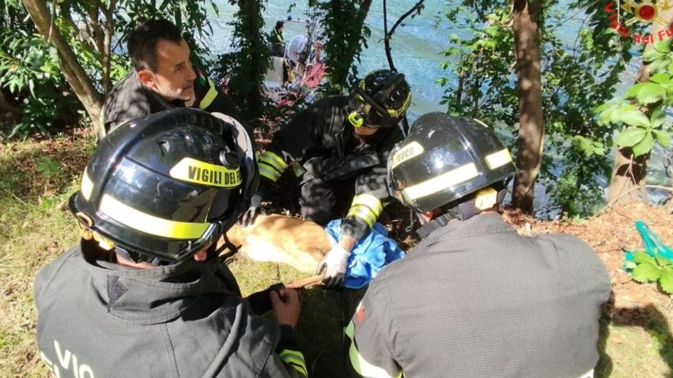 Cucciolo di capriolo salvato al Moregallo e rimesso in libertà 