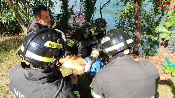 Cucciolo di capriolo salvato al Moregallo e rimesso in libertà 