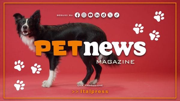 Immagine per italpress-v6nM