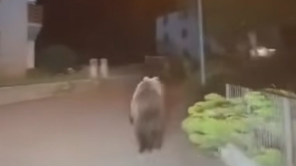 Orso avvistato e ripreso con un video nella notte a Oga