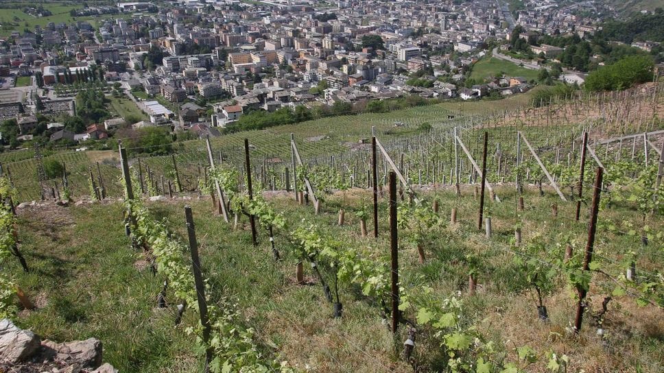 Vigneti, con le piogge di giugno prospettive positive per l’annata