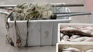 Pesca degli agoni, scatta la stagione. Ma arrivano già sequestri e multe