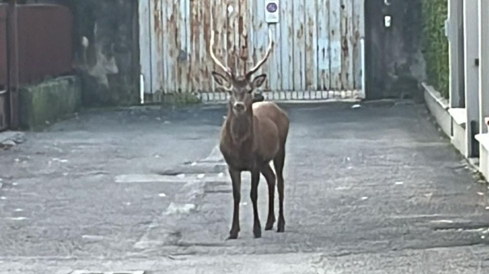 Sondrio, i numeri della polizia provinciale tra aprile e maggio su fauna e ambiente