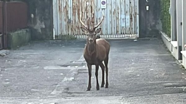 Sondrio, i numeri della polizia provinciale tra aprile e maggio su fauna e ambiente