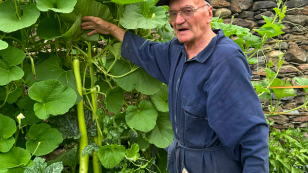 Grosotto: nell’orto spuntano i “serpenti siciliani”, ma sono zucchine lunghe un metro