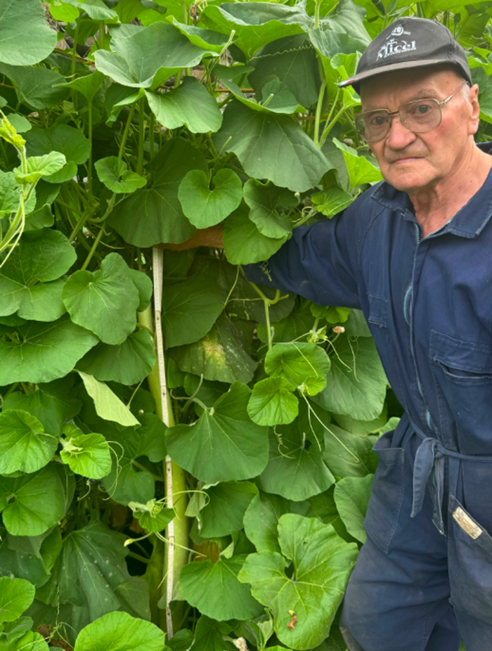 Grosotto: nell’orto spuntano i “serpenti siciliani”, ma sono zucchine lunghe un metro