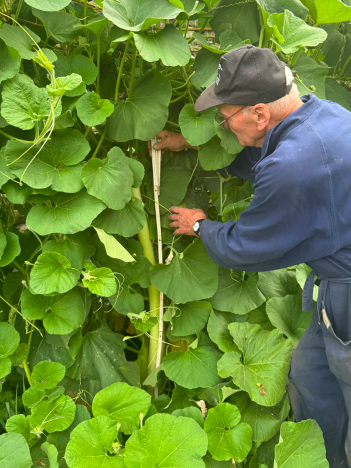 Grosotto: nell’orto spuntano i “serpenti siciliani”, ma sono zucchine lunghe un metro