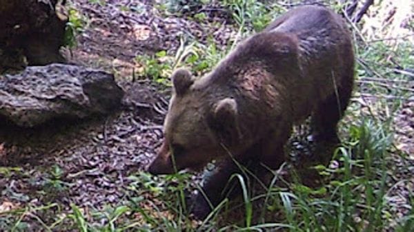 Avvistato un orso a Mandello