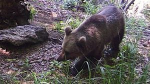 Orso fotografato all’Alpe di Era, potrebbe arrivare dalla Valtellina