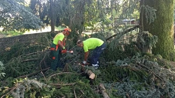 Alberi a terra tra maltempo e cedimenti: preoccupazione nell’Oggionese