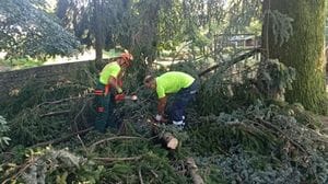 Alberi a terra tra maltempo e cedimenti: preoccupazione nell’Oggionese