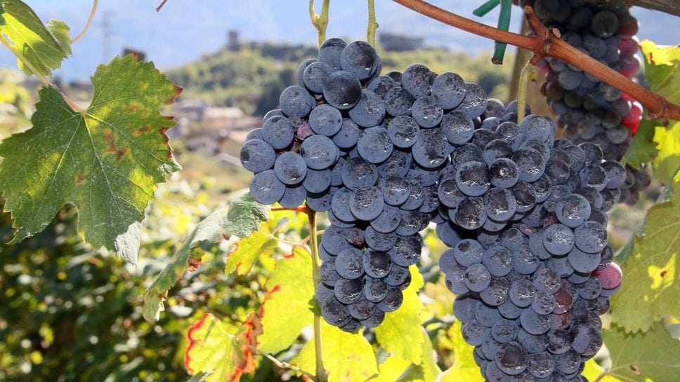 Il caldo accelera la maturazione dell’uva