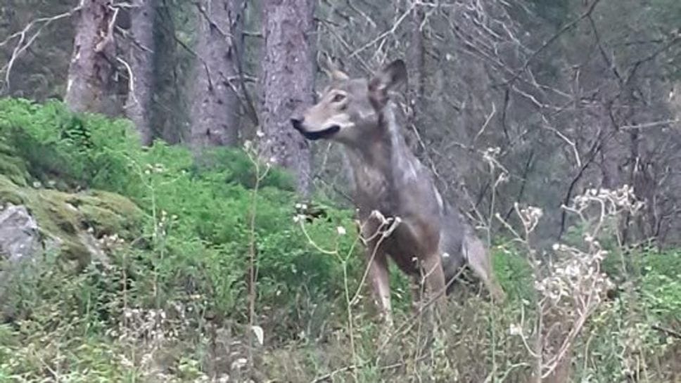 Lupi in Val Grosina, il sindaco Pini chiede la linea svizzera: «Abbattimento preventivo»