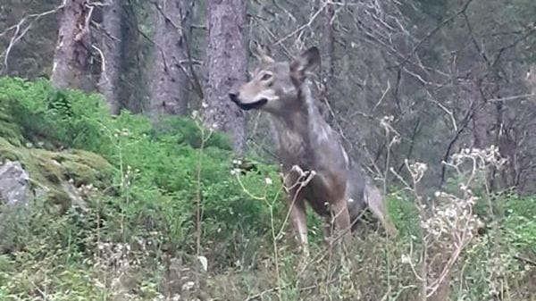 Lupi in Val Grosina, il sindaco Pini chiede la linea svizzera: «Abbattimento preventivo»