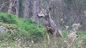 Lupi in Val Grosina, il sindaco Pini chiede la linea svizzera: «Abbattimento preventivo»