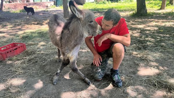 Villa di Tirano: l’asinello Forrest operato, ora inizia la sfida più difficile