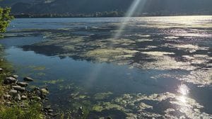 Alghe nei laghi di Olginate e Garlate, l’appello: «Bisogna intervenire subito»