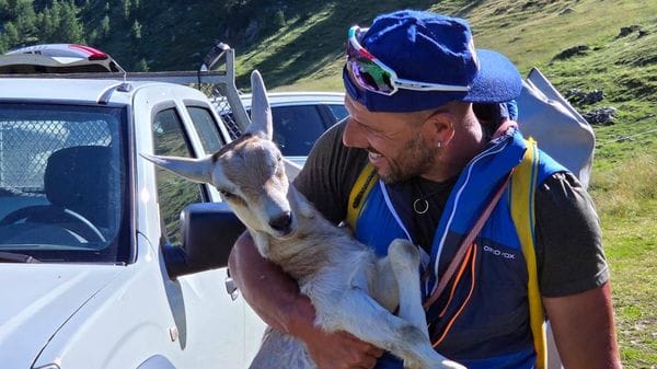 Gerola, missione riuscita: recuperati quattro capretti in quota