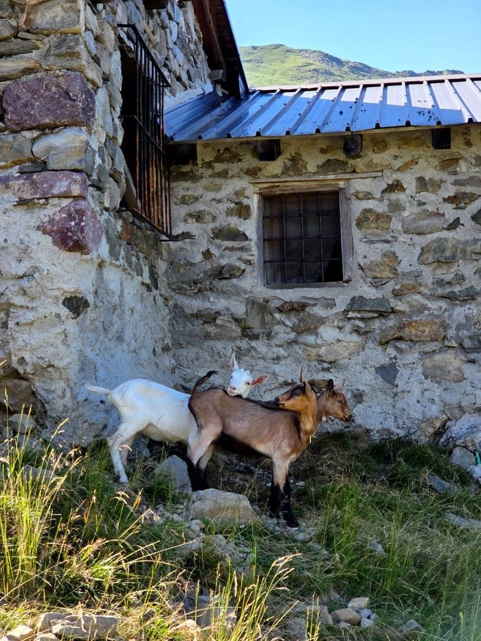 Gerola, missione riuscita: recuperati quattro capretti in quota