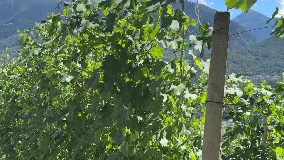 A Teglio il vino racconta il territorio: sei appuntamenti per la nuova rassegna “Un brindisi a Tei”