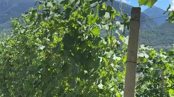 A Teglio il vino racconta il territorio: sei appuntamenti per la nuova rassegna “Un brindisi a Tei”