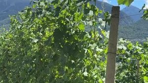 A Teglio il vino racconta il territorio: sei appuntamenti per la nuova rassegna “Un brindisi a Tei”