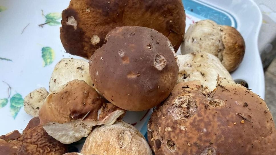 Funghi, un controllo su tre rivela esemplari non sicuri. L’appello di Ats Brianza: «Fateli sempre verificare»