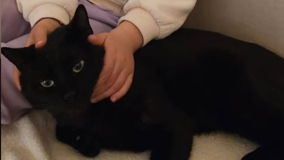 Sirone, gattino ucciso da un colpo ad aria compressa: caccia al responsabile