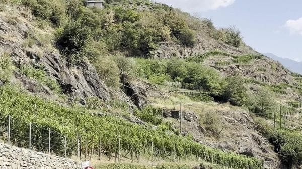 Vigneti valtellinesi, caldo e siccità anticipano la maturazione