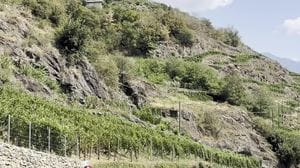 Vigneti valtellinesi, caldo e siccità anticipano la maturazione