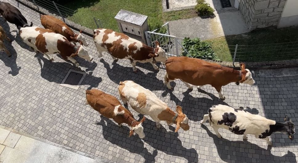 Piuro:«Rientrati in stalla, brutta situazione»