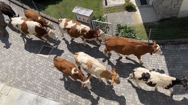 Piuro:«Rientrati in stalla, brutta situazione»