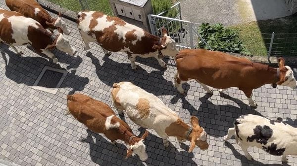 Sondrio, la siccità costringe gli allevatori a far scendere le mandrie 