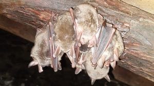 Parco delle Orobie, i pipistrelli diventano “sentinelle” della montagna