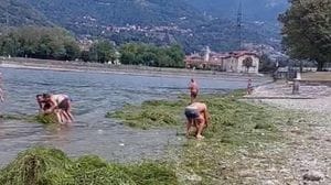 Olginate, volontari in azione per pulire le alghe