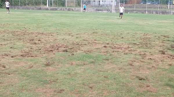 Carenno: campo di calcio distrutto dallo scarabeo giapponese