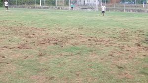 Carenno: campo di calcio distrutto dallo scarabeo giapponese