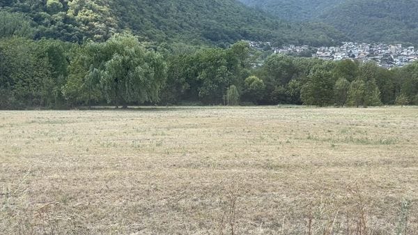 Fieno e mais, stagione da dimenticare. I prezzi sono alle stelle