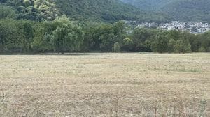 Fieno e mais, stagione da dimenticare. I prezzi sono alle stelle