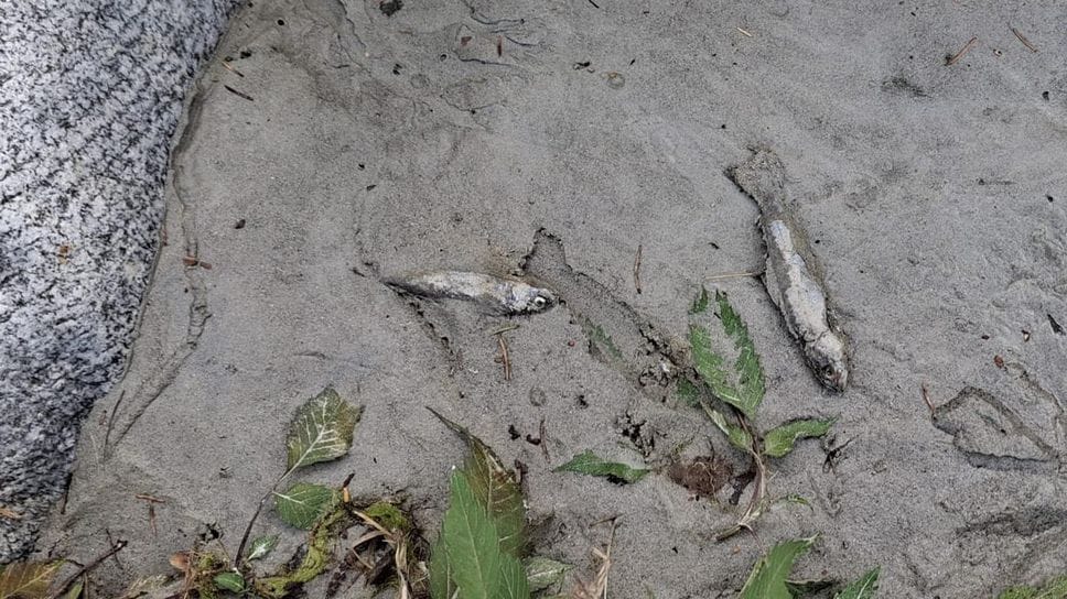 Niente più pesci nel Mera: l’appello dell’Unione pesca sportiva