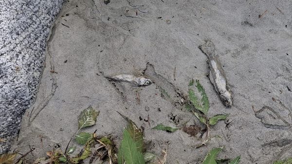 Niente più pesci nel Mera: l’appello dell’Unione pesca sportiva