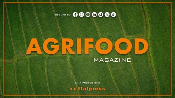 Immagine per italpress-wz7R