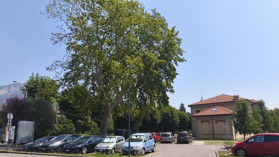 Olginate, il platano di via Redaelli sarà abbattuto: è malato