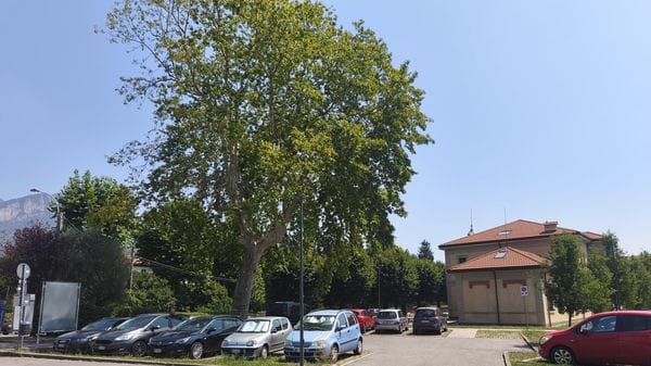 Olginate, il platano di via Redaelli sarà abbattuto: è malato