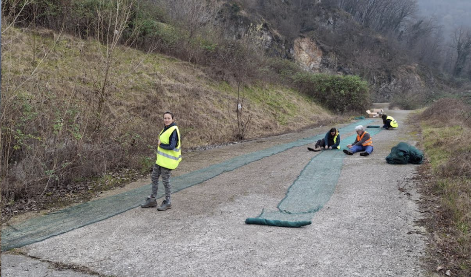 Oltre 32mila rospi salvati sulle strade del Lecchese: il successo della campagna della Provincia