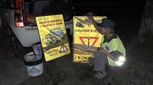 Oltre 32mila rospi salvati sulle strade del Lecchese: il successo della campagna della Provincia