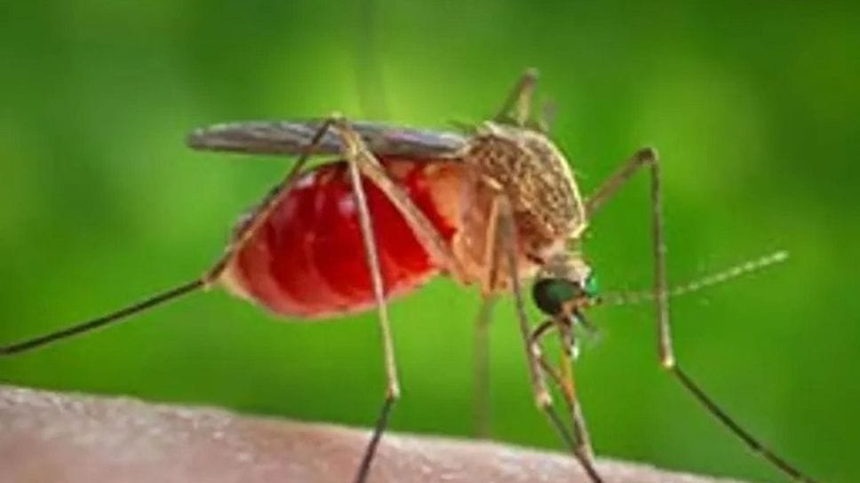Caspoggio, caso di West Nile: scattano le misure contro le zanzare